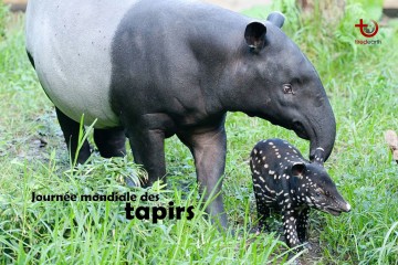 Journée mondiale des tapirs